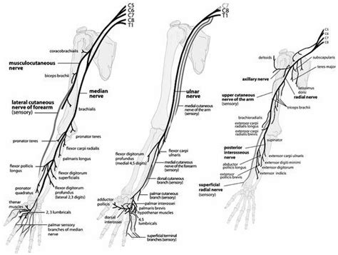 Upper Extremity Nerve Anatomy Peripheral Nerves Of The Upper Extremity Orthopaedicsone