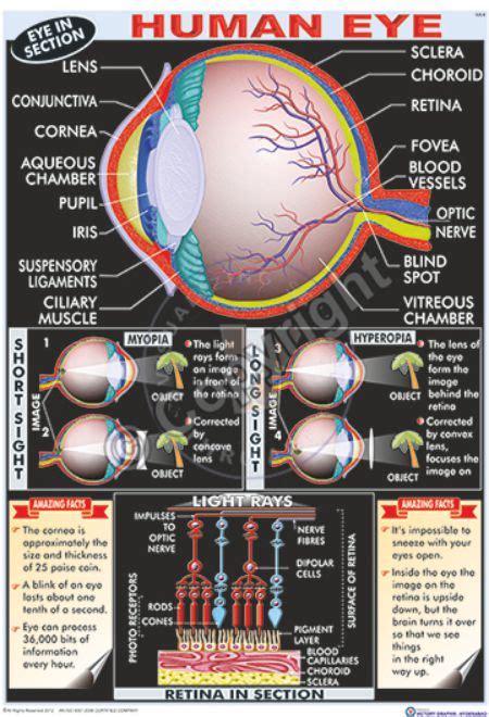 Victory Graphik Ha 22 Vestigial Organs