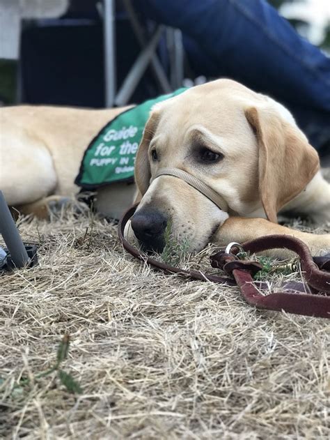 Boomer Gdb Puppy In Training 7 Months Service Dogs Dog School