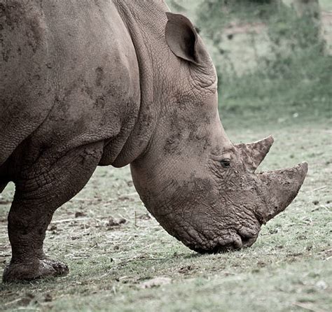 Rhino Eating Grass Stock Photos, Pictures & Royalty-Free Images - iStock