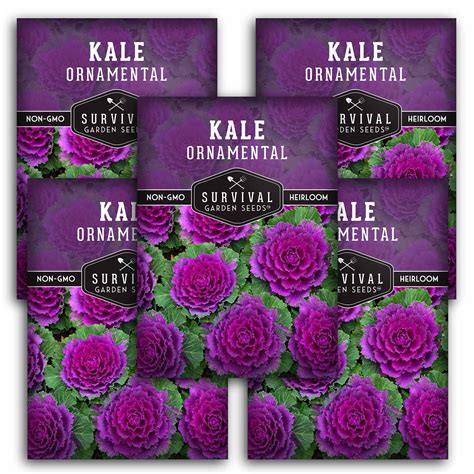 Ornamental Kale Seed - Flowering Kale - SurvivalGardenSeeds