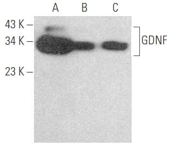 Anti Gdnf Antibody E Scbt Santa Cruz Biotechnology