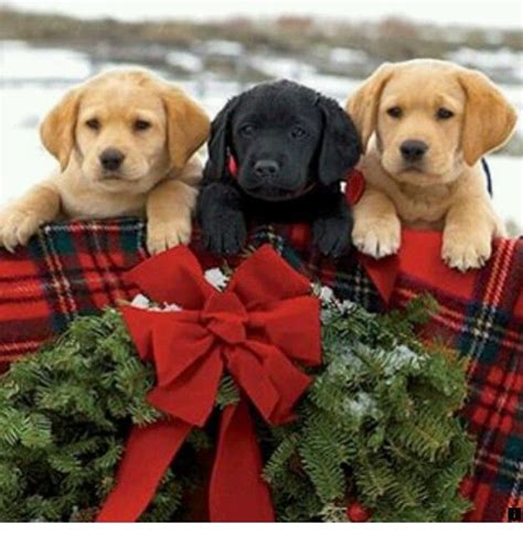 Pin By Michelle Maidlow On Yellow Labs With Images Christmas Puppy