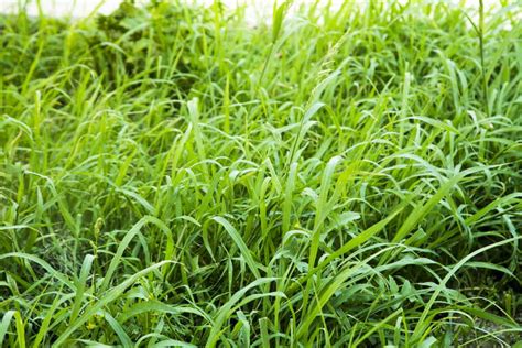 How To Grow Grass In Shady Areas PlantNative Org