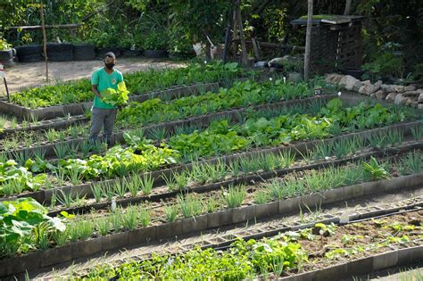 Hortas Comunit Rias Que Geram Emprego E Promovem Seguran A Alimentar