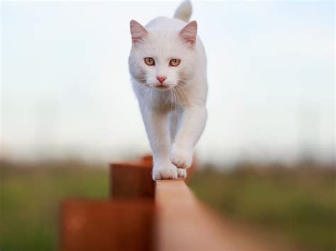 Top 10 White Cat Breeds You Must Know About | Spot Pet Insurance