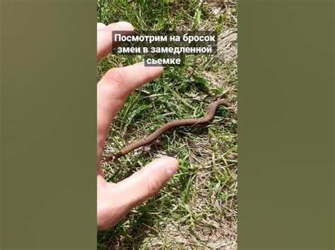 укус гадюки в замедленной сьемке. Беларусь. - YouTube
