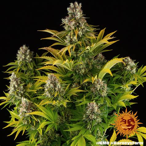 Gmo Weed Strain Barneys Farm Samen