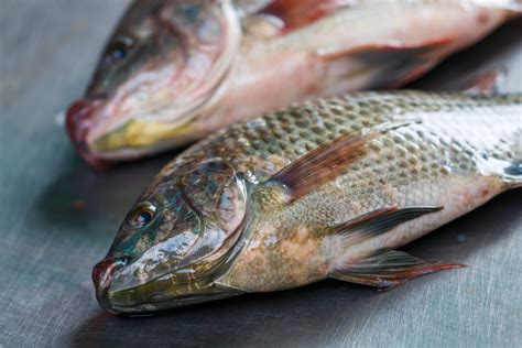 Fish skin used to treat burns in Brazil - Health - The Jakarta Post