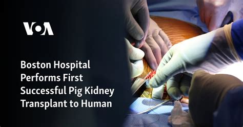 Boston Hospital Performs First Successful Pig Kidney Transplant to Human