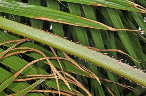 Saribus rotundifolius (Arecaceae) image 121314 at PhytoImages.siu.edu