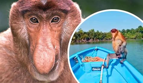 The Ugliest Monkey In The World Hitchhikes A Boat Ride Animals Around