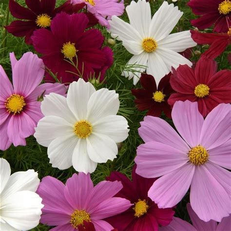 Cosmos Bipinnatus Sonata Mixture Muller Seeds