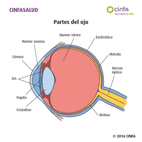 LOS SENTIDOS Mind Map