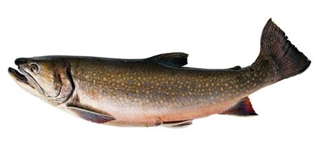 Speckled Trout - A-Z Animals