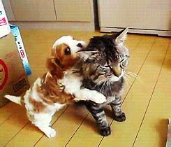 animal funny gif | WiffleGif