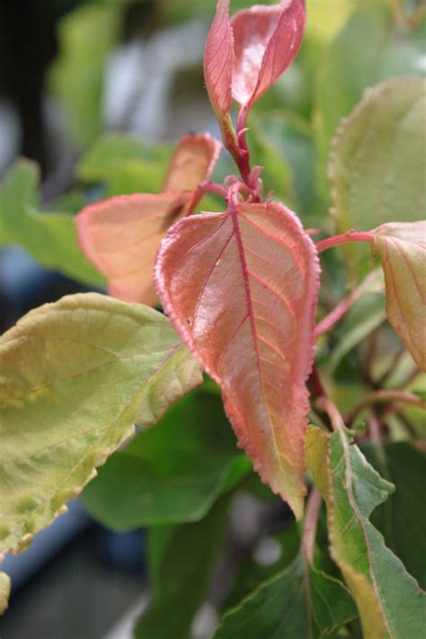 Een Abrikozenboom Planten En Verzorgen Fruitbomen Net