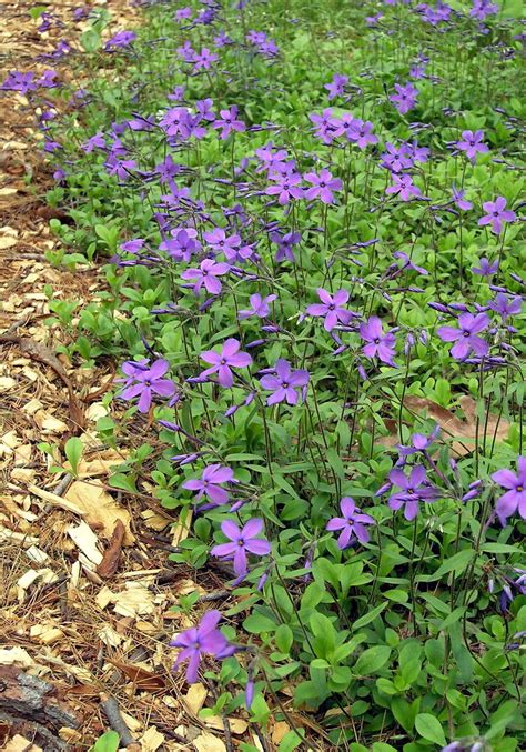 Phlox stolonifera (creeping phlox): Go Botany