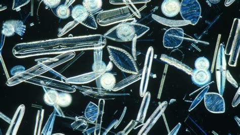 Ocean acidification could weaken diatoms’ glass houses