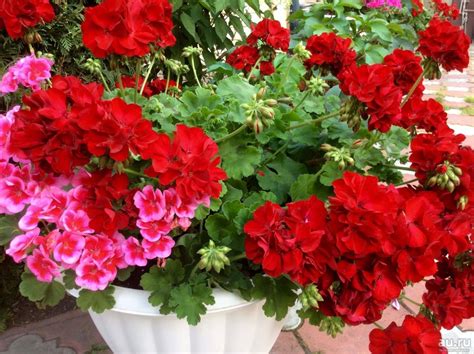 Пеларгония Calliope Dark Red (105 фото) - фото - картинки и рисунки ...