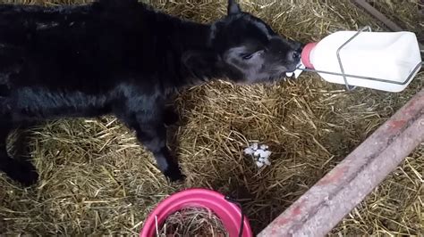 Orphan Calf Update Youtube