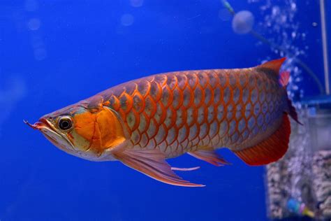 Peixes ornamentais o que são principais espécies aquarismo InfoEscola