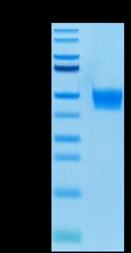 Biotinylated Human Fgfr3 Beta Iiib Protein Active High Quality