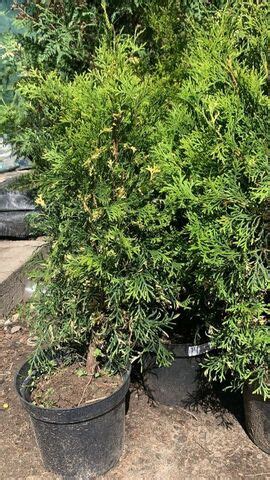 Туя западная Вайт Смарагд | Thuja occidentalis White Smaragd 50-60 см ...