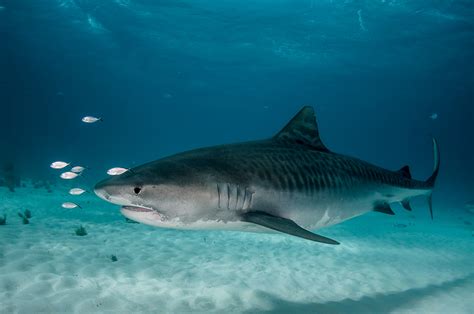 Tiburón Tigre Un Superdepredador De Los Océanos