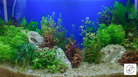 24 Live Aquarium Plants (Best Ones)