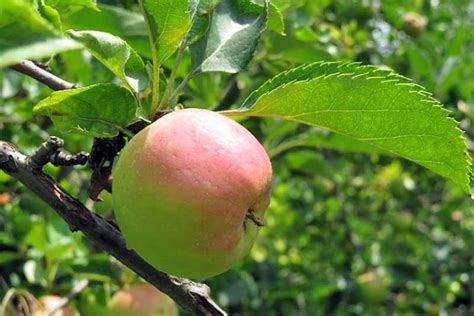 19 Best Apple Tree Varieties With A Guide To Flowering Groups