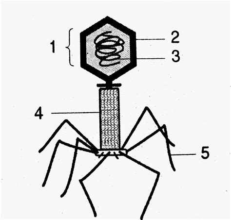 Soal Latihan Virus Mahkota Sains