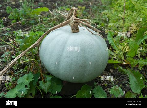 Pale Blue Crown Prince Pumpkin Growing Stock Photo Alamy