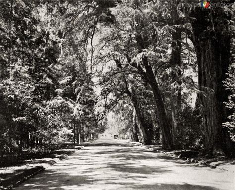 Bosque de Chapultepec Calzada del Rey Ciudad de méxico Chapultepec