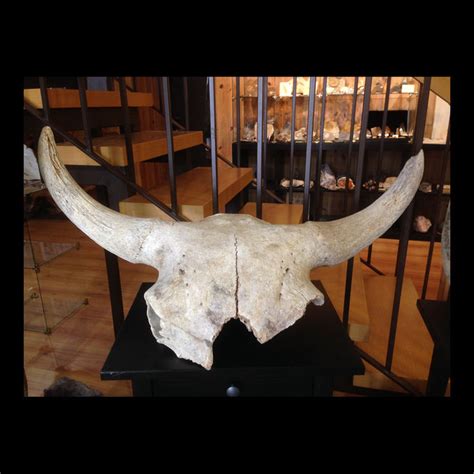 Wisent skull - Size fossil: 85 cm x 40 cm x 18 cm - Catawiki