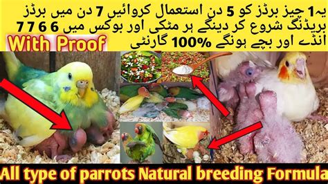 Birds Natural Breeding Formula L Secret Breeding Formula For Budgies