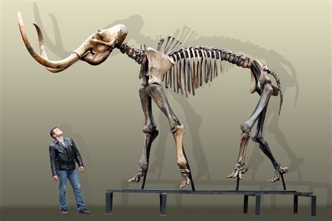 Russian woolly mammoth skeleton (Mammuthus primigenius) photos ...