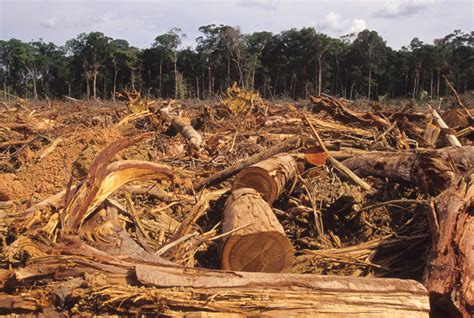 Em 18 anos Amazônia perdeu área equivalente ao território da Espanha