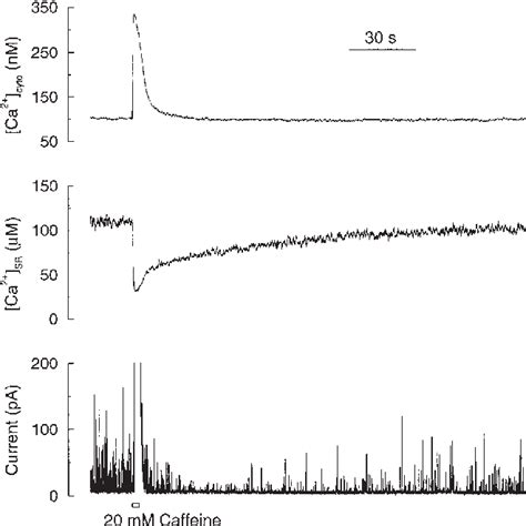 Figure 1 From The Influence Of Sarcoplasmic Reticulum Ca2