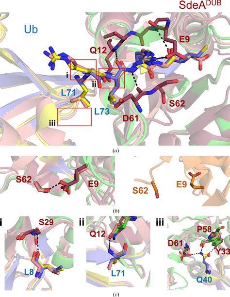 Table From Cocrystallization Of Ubiquitindeubiquitinase Complexes