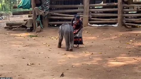 Six-month-old Elephant calf rescued in Kerala's forest receives new lease of life. | Republic World