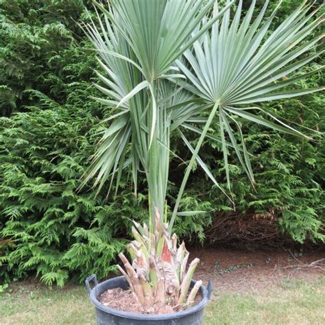 Sabal palmetto (Сабаль Пальметто) 2шт Сбор 24г