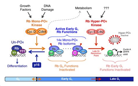 Revised Working Model Of G 1 Cell Cycle Progression Un Phosphorylated