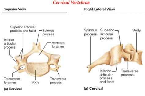 The Vertebral Column And Body Wall Flashcards Quizlet