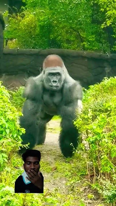 😱 Gorilla 🦍🦍 Ytshorts Viral Video Youtube