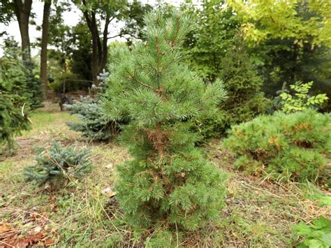 Sosna Pospolita Sandringham Pinus Sylvestris Sadzonki Cm