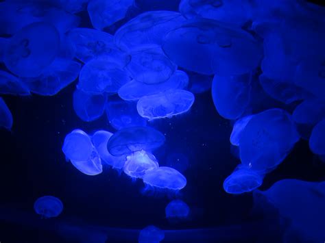 Jellyfish | Seattle Has No Culture