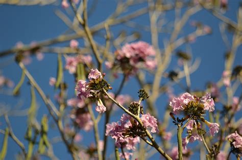 Fleur Fleurs Rose Nature Photo Gratuite Sur Pixabay Pixabay