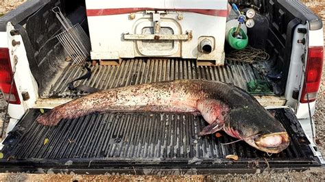 Pesca Del Pesce Siluro Al Parco Amendola