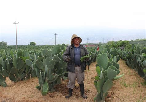 Milpa Alta El Cultivo De Nopal En La Ciudad De México Orc